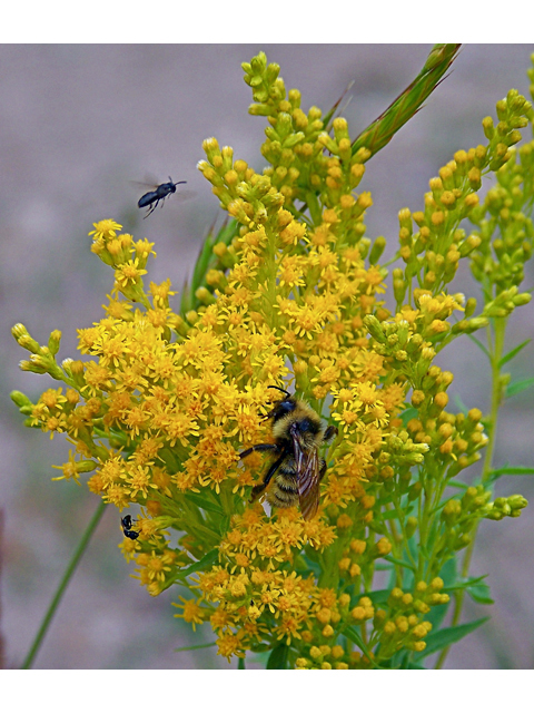 Solidago canadensis var. lepida (Western canada goldenrod) #34504