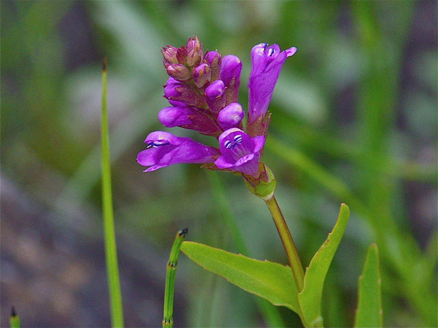 Prunella vulgaris ssp. lanceolata (Lanceleaf selfheal) #34511