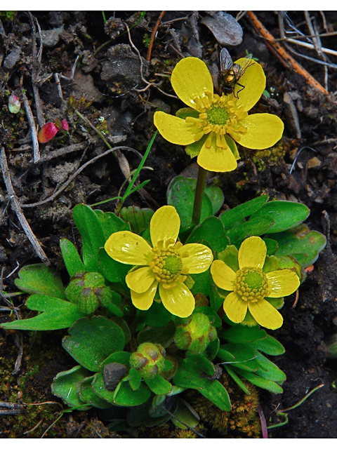 Ranunculus glaberrimus (Sagebrush buttercup) #34523