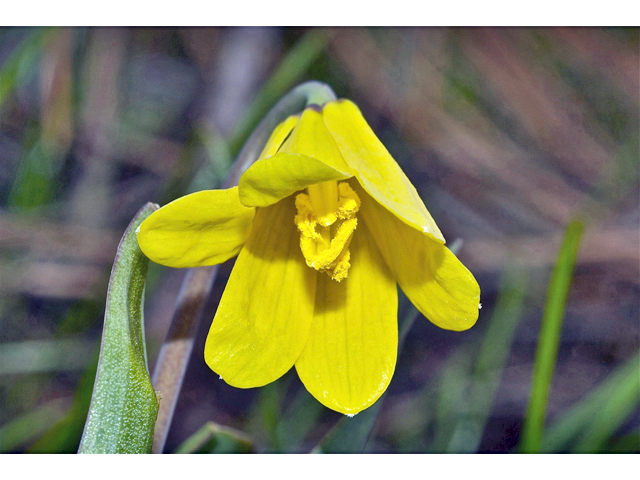 Fritillaria pudica (Yellow fritillary) #34526