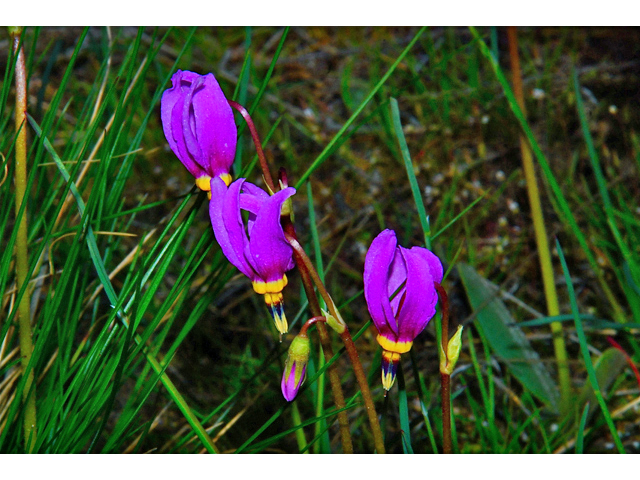 Dodecatheon pulchellum (Darkthroat shooting star) #34528