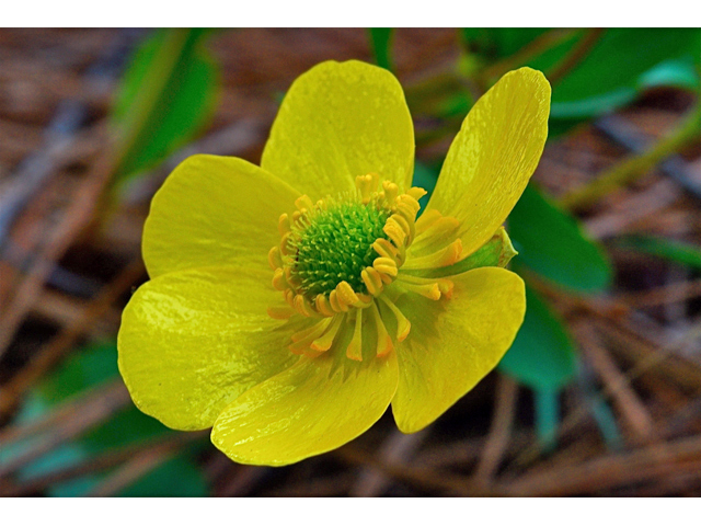 Ranunculus glaberrimus (Sagebrush buttercup) #34538