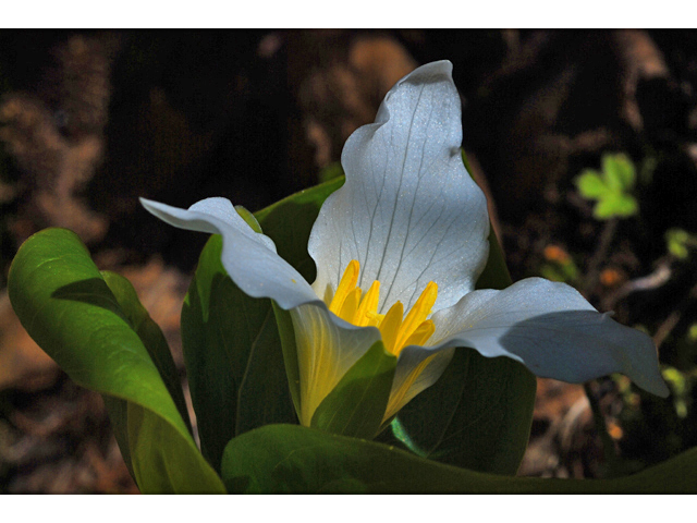 Trillium ovatum (Pacific trillium) #34542