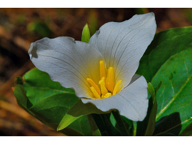 Trillium ovatum (Pacific trillium) #34543