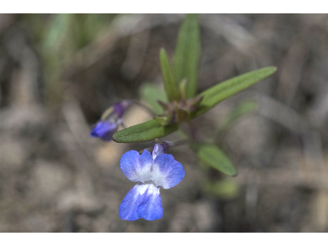 Collinsia parviflora (Maiden blue eyed mary) #34545