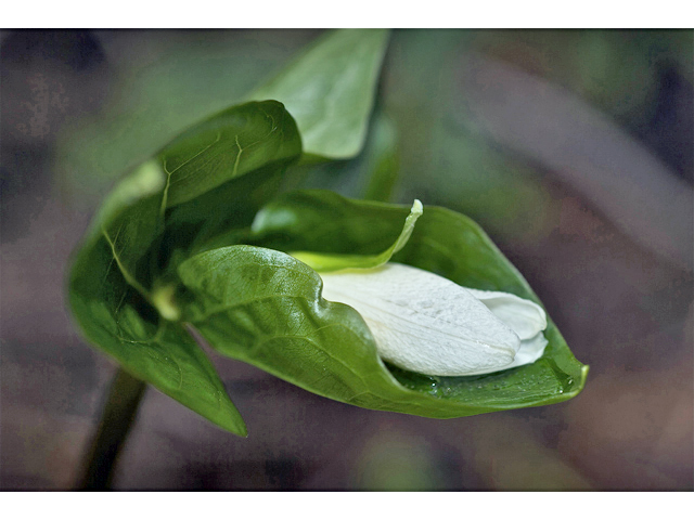 Trillium ovatum (Pacific trillium) #34552