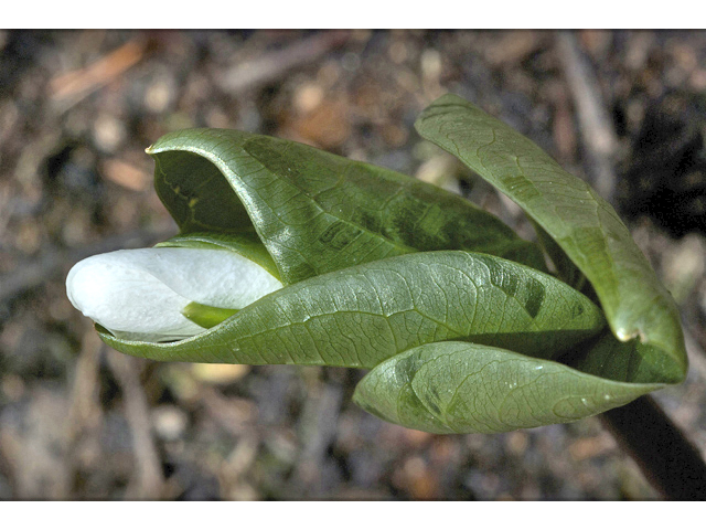 Trillium ovatum (Pacific trillium) #34553