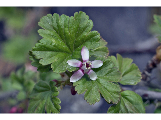 Ribes viscosissimum (Sticky currant) #34559