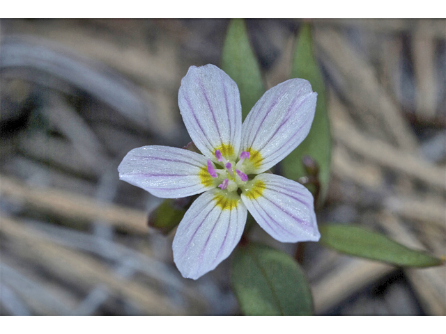 Claytonia lanceolata (Western spring beauty) #34562