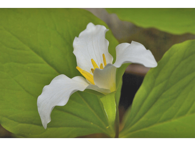 Trillium ovatum (Pacific trillium) #34563