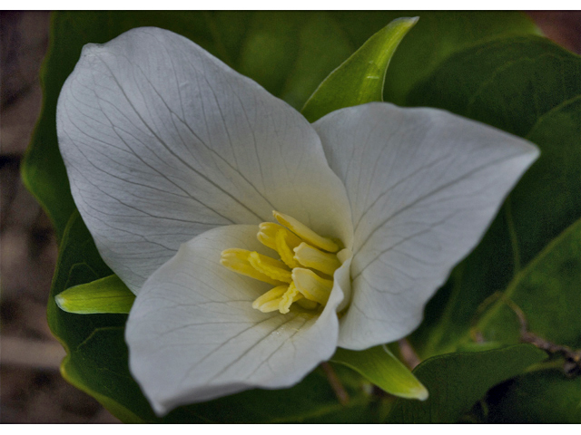 Trillium ovatum (Pacific trillium) #34566