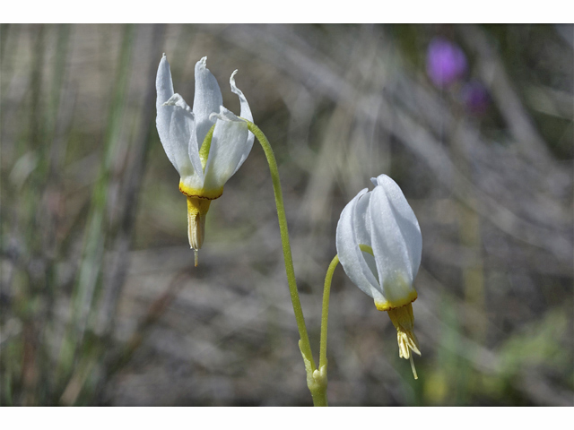 Dodecatheon pulchellum (Darkthroat shooting star) #34567