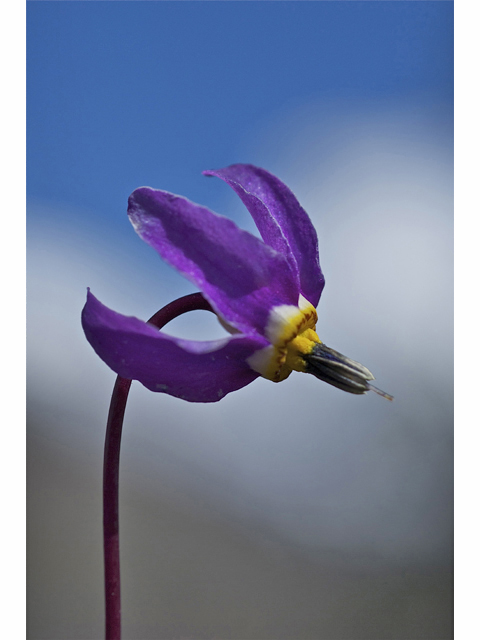 Dodecatheon pulchellum (Darkthroat shooting star) #34568