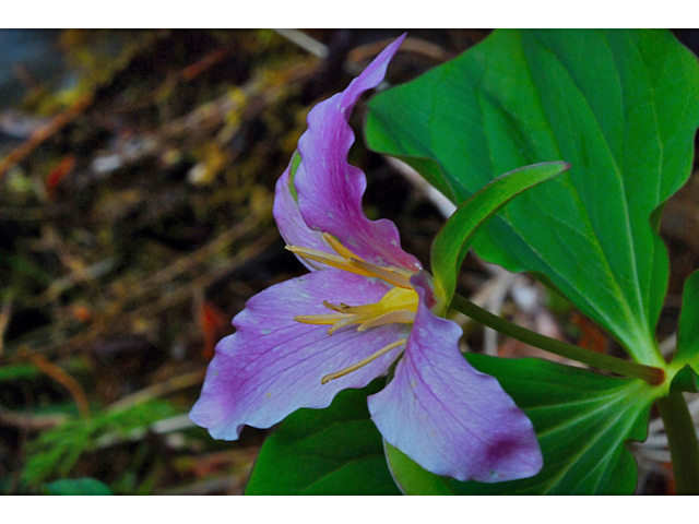 Trillium ovatum (Pacific trillium) #34587