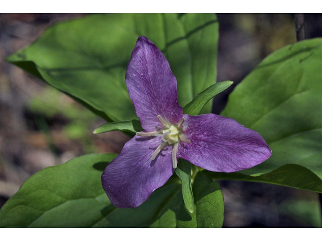 Trillium ovatum (Pacific trillium) #34590