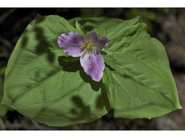 Trillium ovatum (Pacific trillium) #34591