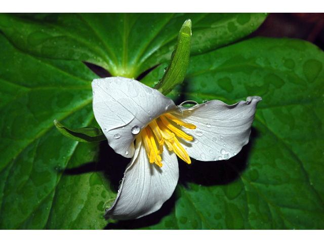 Trillium ovatum (Pacific trillium) #34596