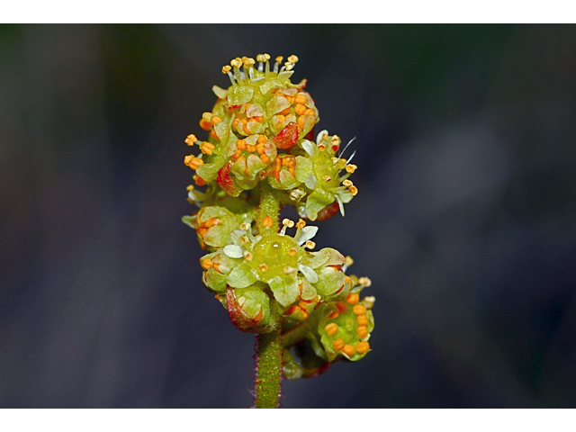 Saxifraga apetala (Western swamp saxifrage) #34597