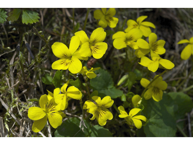 Viola glabella (Pioneer violet) #34600