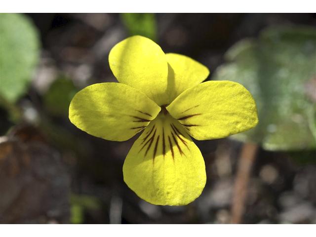 Viola glabella (Pioneer violet) #34601