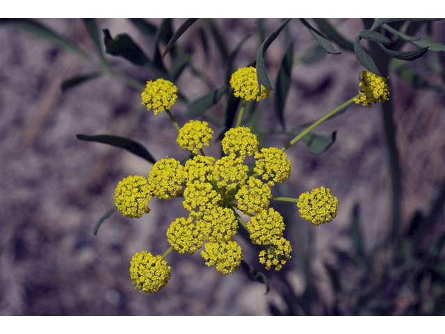 Lomatium triternatum (Nineleaf biscuitroot) #34602