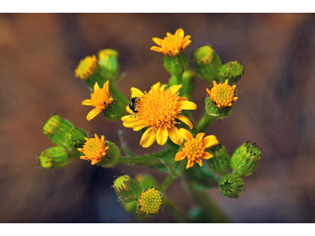 Senecio integerrimus (Lambstongue ragwort) #34609