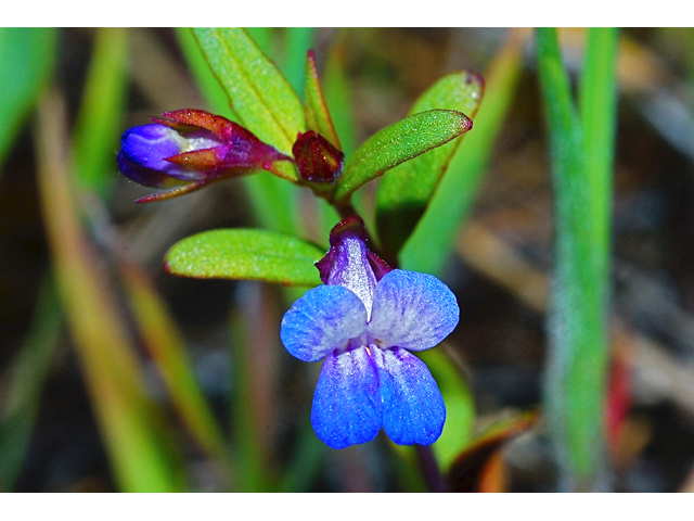 Collinsia parviflora (Maiden blue eyed mary) #34612