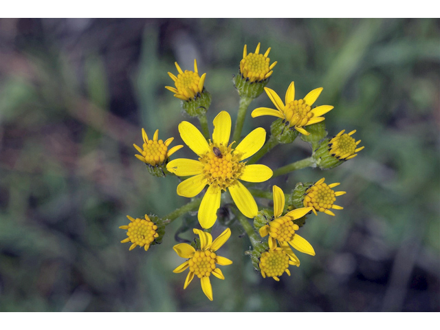 Senecio integerrimus (Lambstongue ragwort) #34619