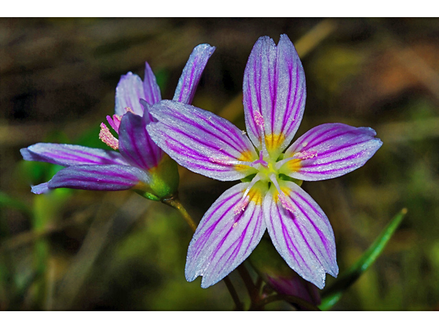 Claytonia sibirica (Siberian springbeauty) #34626