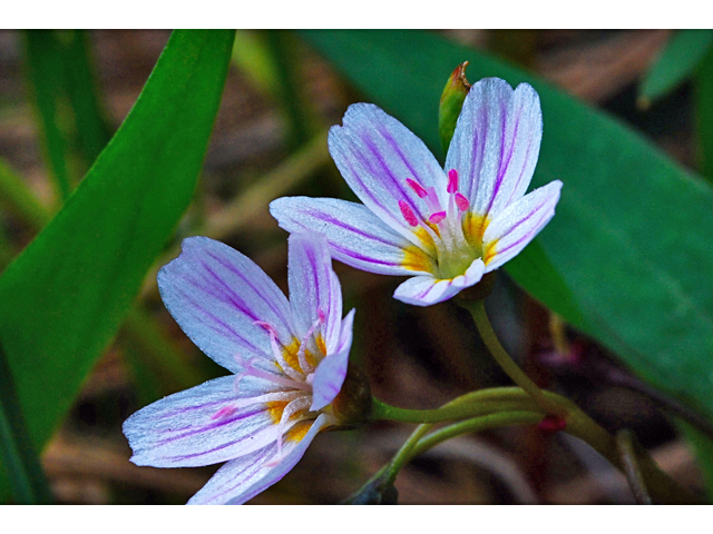 Claytonia sibirica (Siberian springbeauty) #34628