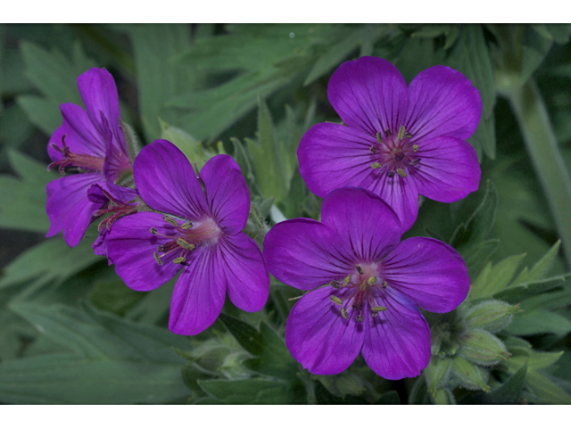 Geranium viscosissimum (Sticky purple geranium) #34637