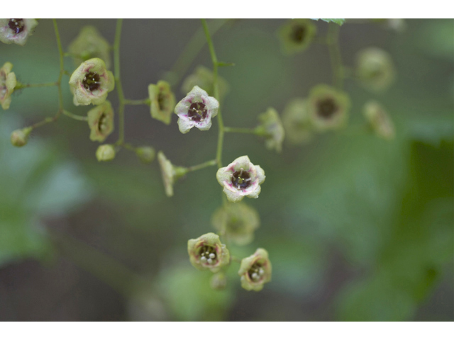 Ribes lacustre (Prickly currant) #34643