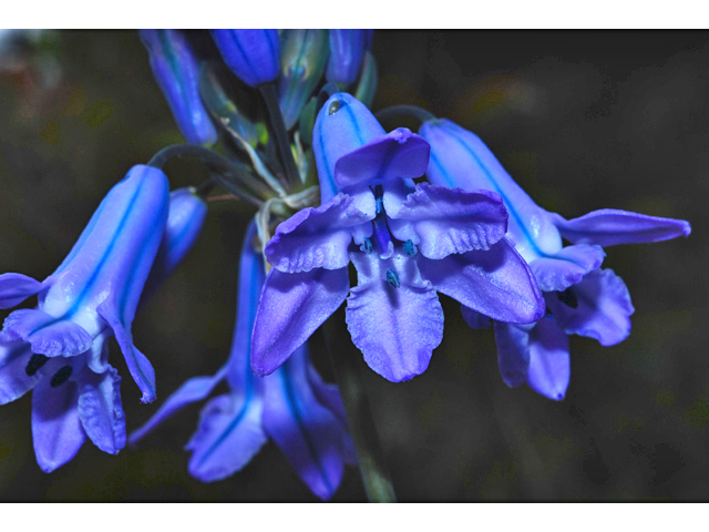 Triteleia grandiflora (Wild hyacinth) #34649