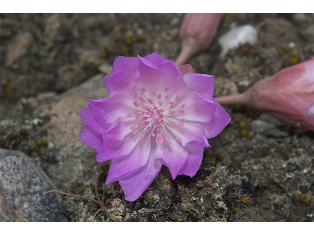 Lewisia rediviva (Bitter root) #34656