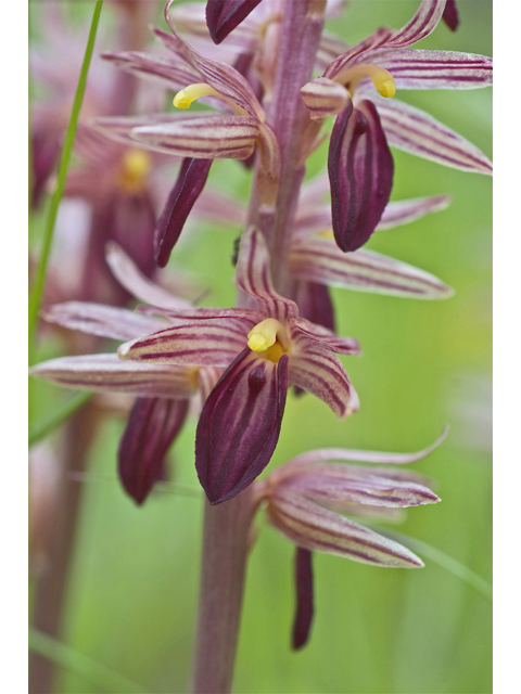 Corallorhiza striata (Hooded coralroot) #34678