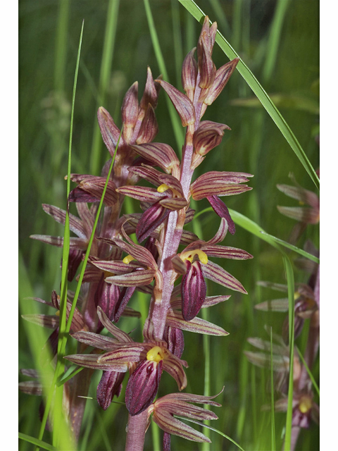 Corallorhiza striata (Hooded coralroot) #34679