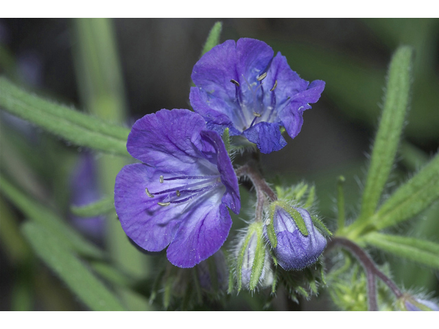 Phacelia linearis (Threadleaf phacelia) #34680