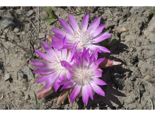 Lewisia rediviva (Bitter root) #34684