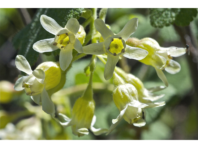 Ribes viscosissimum (Sticky currant) #34695