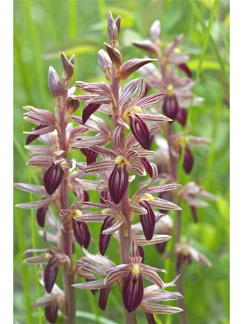 Corallorhiza striata (Hooded coralroot) #34697