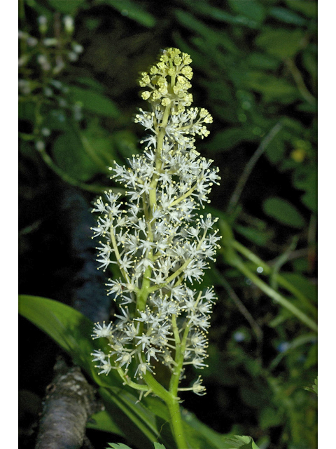 Maianthemum racemosum ssp. amplexicaule (Feathery false lily of the valley) #34714