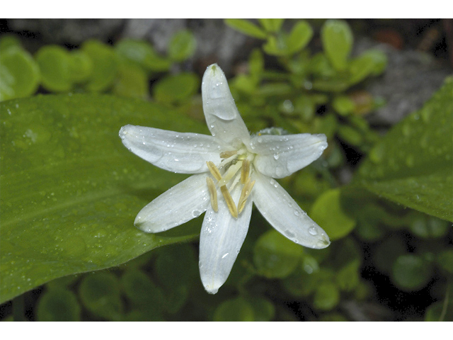 Clintonia uniflora (Bride's bonnet) #34715