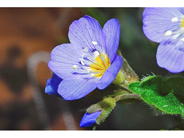 Polemonium pulcherrimum (Jacob's-ladder) #34718