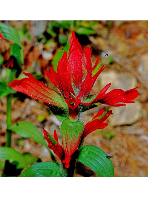 Castilleja miniata (Giant red indian paintbrush) #34721