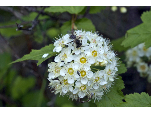 Physocarpus malvaceus (Mallow ninebark) #34725