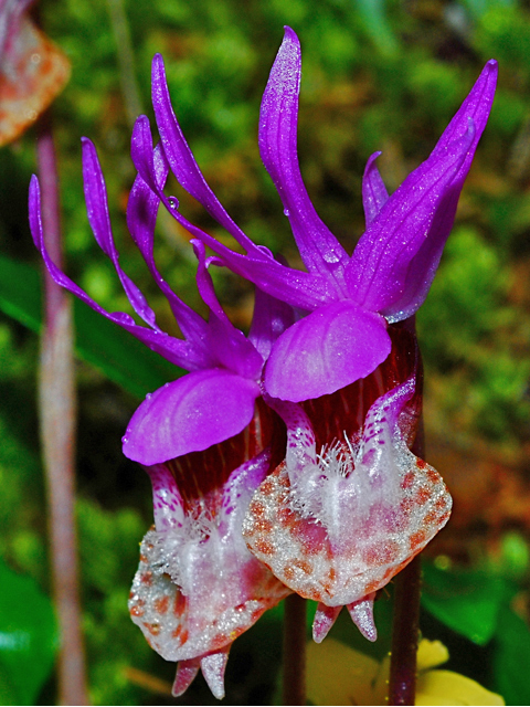 Calypso bulbosa var. occidentalis (Western fairy-slipper) #34726