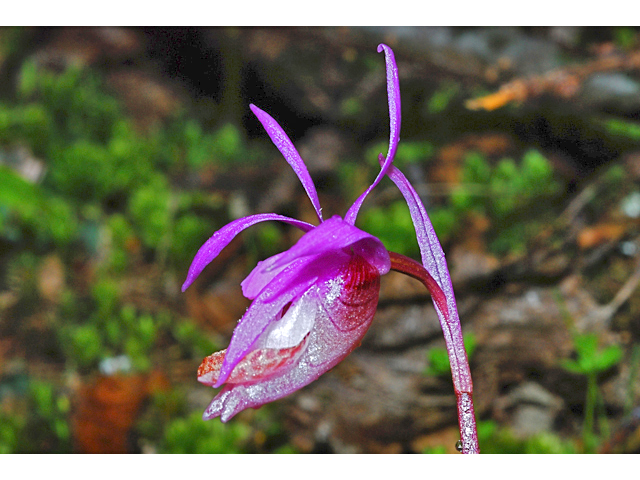 Calypso bulbosa var. occidentalis (Western fairy-slipper) #34728