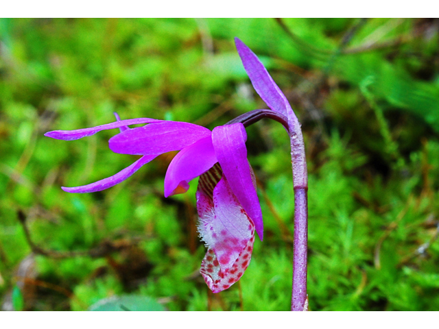 Calypso bulbosa var. occidentalis (Western fairy-slipper) #34732