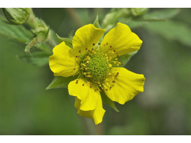 Potentilla gracilis (Slender cinquefoil) #34748