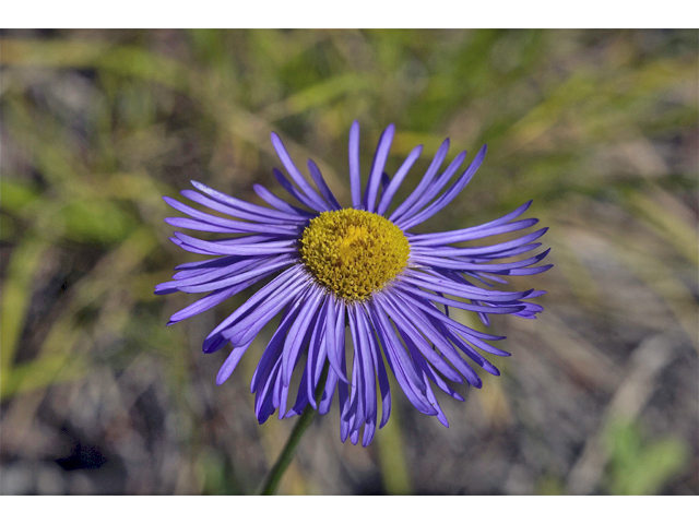 Erigeron speciosus (Aspen fleabane) #34783